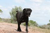 CANE CORSO 301